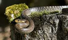 A snake, Zamenis longissimus