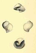Janthina globosa, Globular Oceanic Snail—middle figures