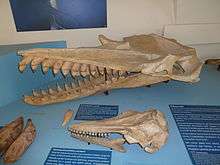 The killer sperm whale skull is behind the skull of the other whale, and is seemingly twice as long