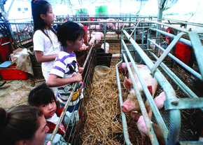 children looking at hogs feeding from trough