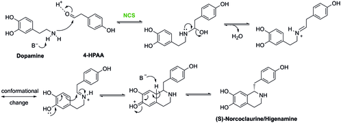 Synthesis of (S)-Higenamine by NCS and its mechanism.