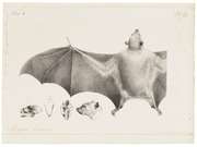 Pencil illustration of a bat with its wings outstretched