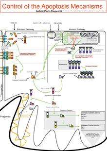 Control Of The Apoptotic Mechanisms